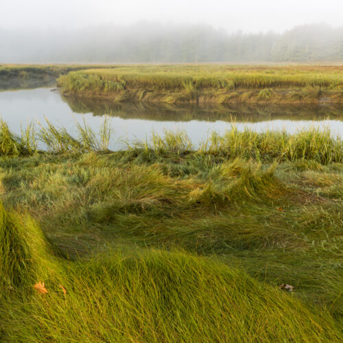 A salt marsh along the York River at the Smelt Brook Preserve in York, Maine.