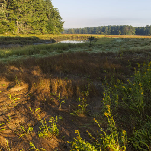 Goldenrod on the edge of a salt marsh along the York River at the Smelt Brook Preserve in York, Maine.